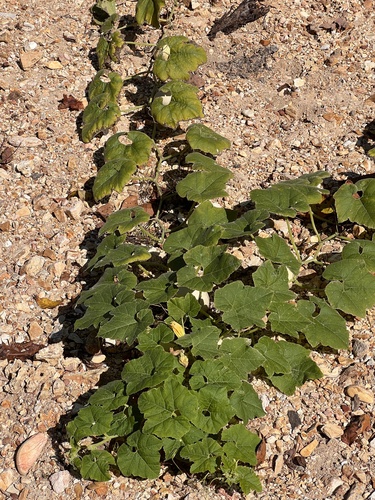 Cucurbita melopepo, photograph 2