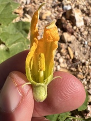 Cucurbita melopepo, photograph Nathan Aaron, CC BY, iNaturalist via GBIF