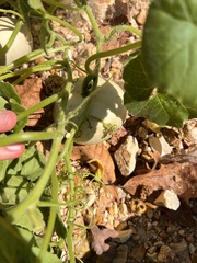 Cucurbita melopepo, photograph Nathan Aaron, CC BY, iNaturalist via GBIF