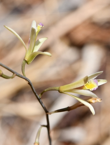 Bletia parkinsonii (Bletia parkinsonii)