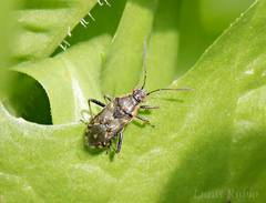 Liorhyssus