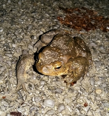 Bufo bufo