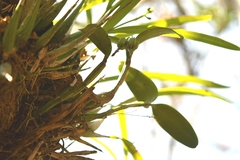 Guarianthe aurantiaca