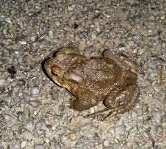 Bufo bufo