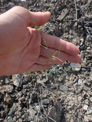 Image of Stephanomeria tenuifolia by no rights reserved
