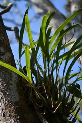 Prosthechea maculosa