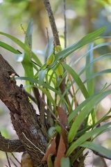 Prosthechea maculosa