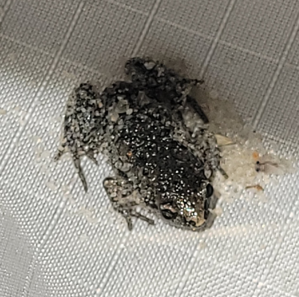 Eastern narrow mouthed toad from archbold biological station south of