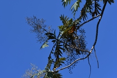 Bocconia arborea