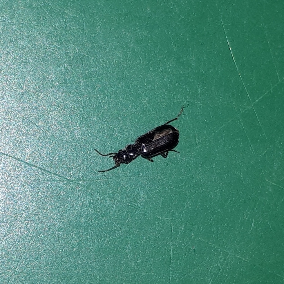 Ground Beetles from Coffs Harbour NSW 2450, Australia on October 20 ...