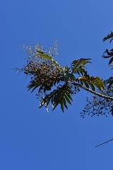 Bocconia arborea