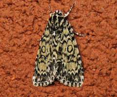 Acronicta heitzmani