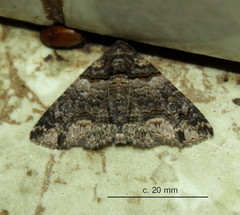 Pericyma atrifusa