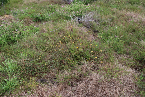 Image of Hermannia multiflora by (c) Tony Rebelo, some rights reserved (CC BY-SA)