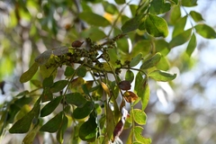 Zanthoxylum quassiifolium
