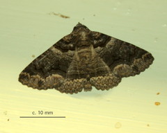Pericyma atrifusa