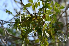 Zanthoxylum quassiifolium
