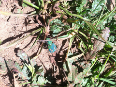 Cicindela ohlone