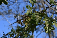Zanthoxylum quassiifolium