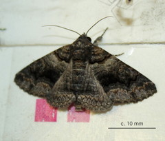 Pericyma atrifusa