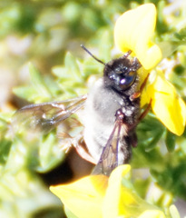 Megachile canescens