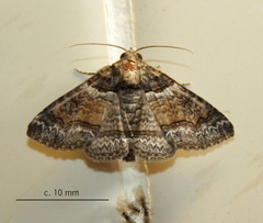 Pericyma atrifusa
