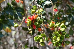 Paullinia fuscescens