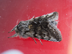 Pleromelloida conserta