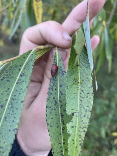 Willow Redgall Sawfly photo 3