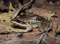 Leptodactylus insularum