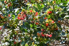 Paullinia fuscescens