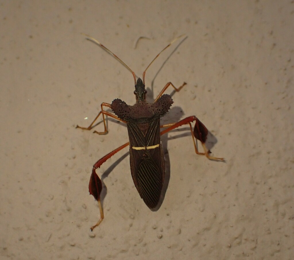 Leptoglossus dilaticollis