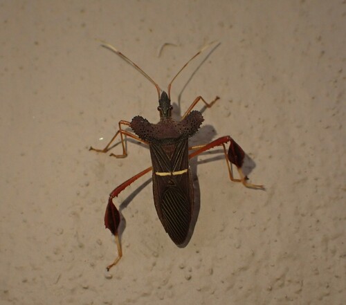 Leptoglossus dilaticollis