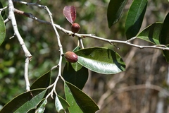 Chrysophyllum mexicanum