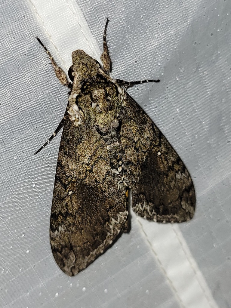 Carolina Sphinx from Archbold Biological Station, Venus, FL on October ...