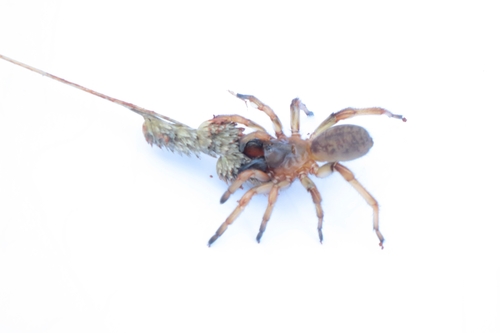 Iberesia machadoi