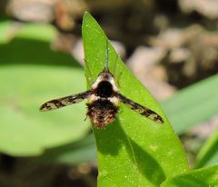 Bombylius pulchellus