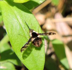 Bombylius pulchellus