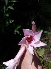 Mandevilla pohliana