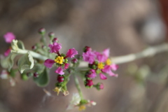 Malpighia mexicana