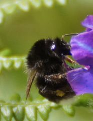 Bombus terrestris canariensis