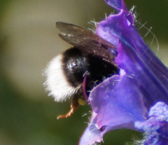 Bombus terrestris canariensis