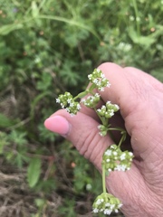 Valerianella radiata