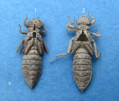 Ophiogomphus colubrinus