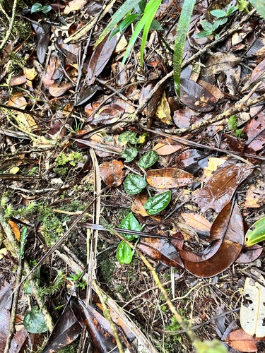 Scindapsus pictus