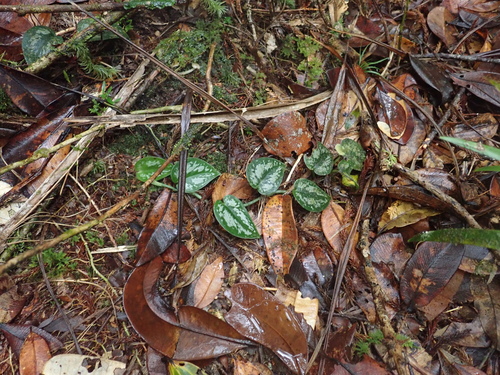 Scindapsus pictus