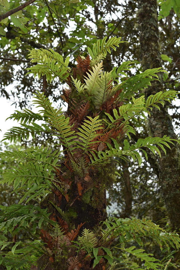 Drynaria propinqua (Drynaria propinqua)