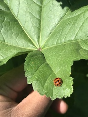 Harmonia axyridis