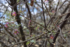 Malpighia mexicana