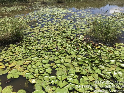 Image of Nymphaea pulchella by (c) vitordematos12, some rights reserved (CC BY-SA)